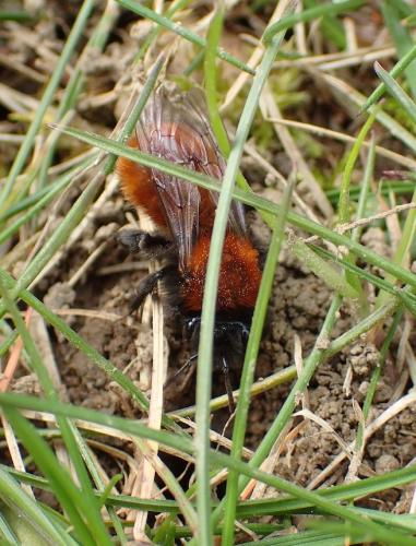 Andrena fulva